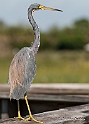 Tricolored Heron_MEX6435